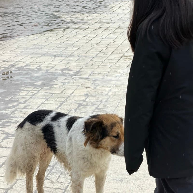 Doggo in Albania