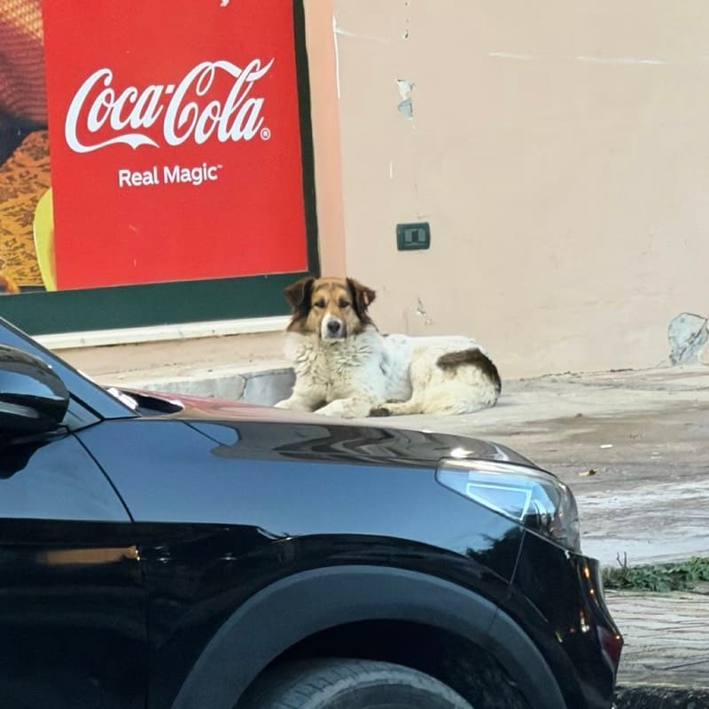 Doggo in Albania